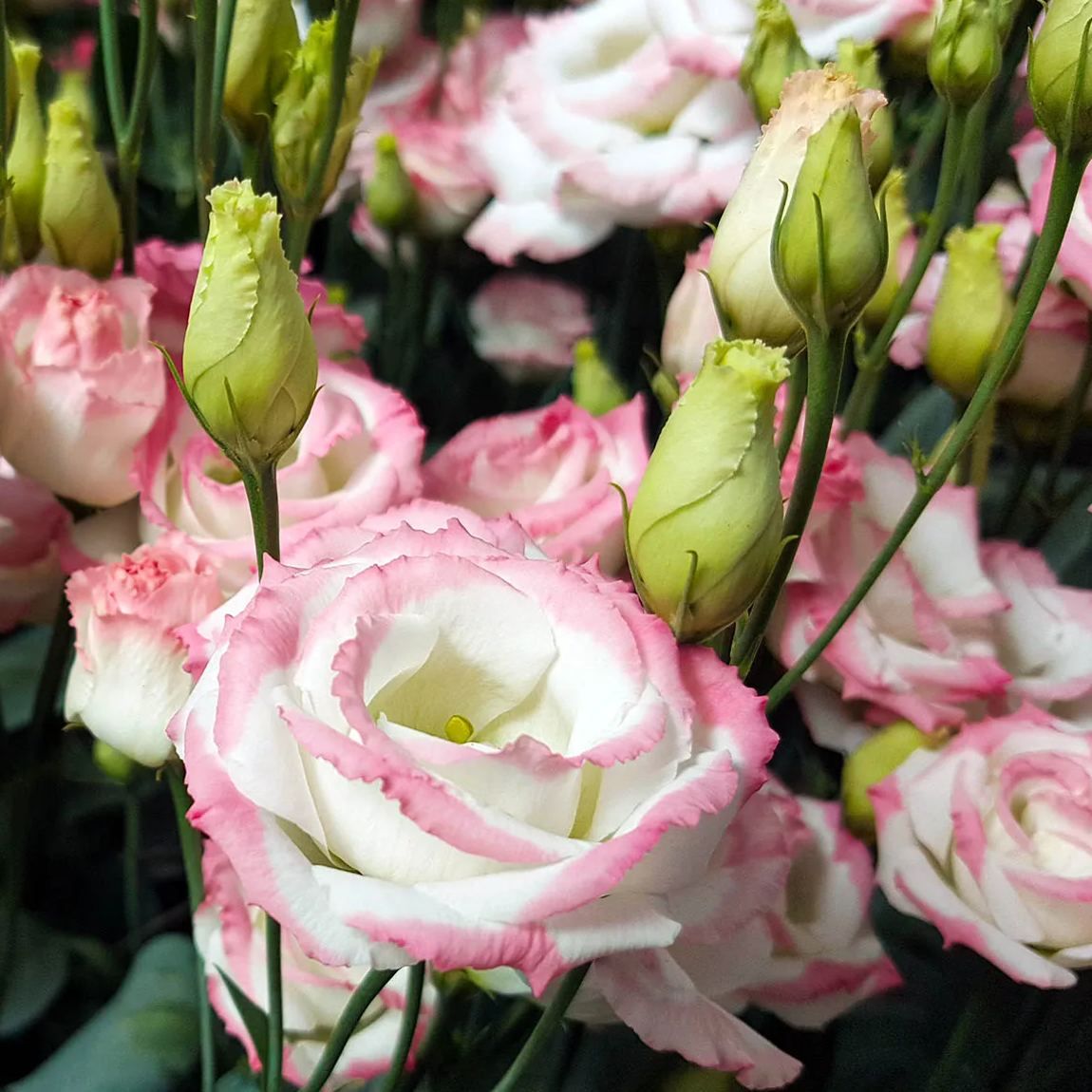 💜Mix Color Lisianthus Seeds