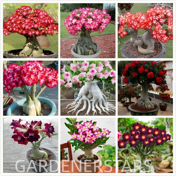 Rainbow Desert Rose Seeds