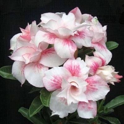 Rainbow Desert Rose Seeds