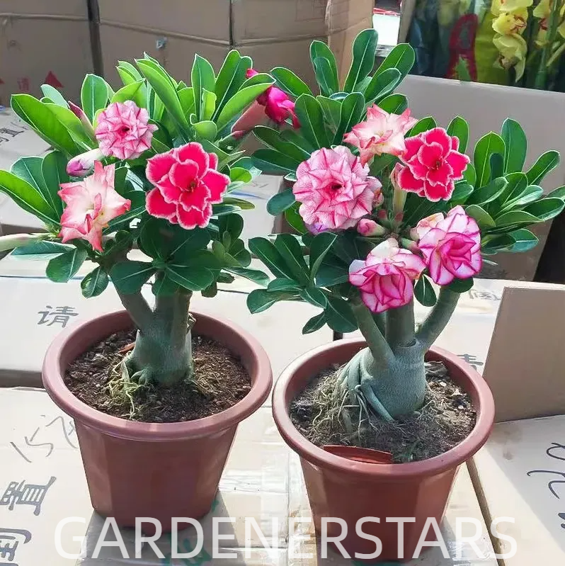Rainbow Desert Rose Seeds