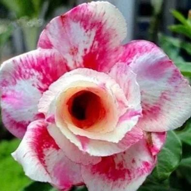 Rainbow Desert Rose Seeds