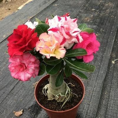 Rainbow Desert Rose Seeds