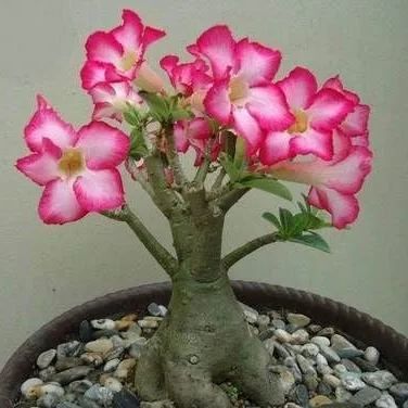 Rainbow Desert Rose Seeds