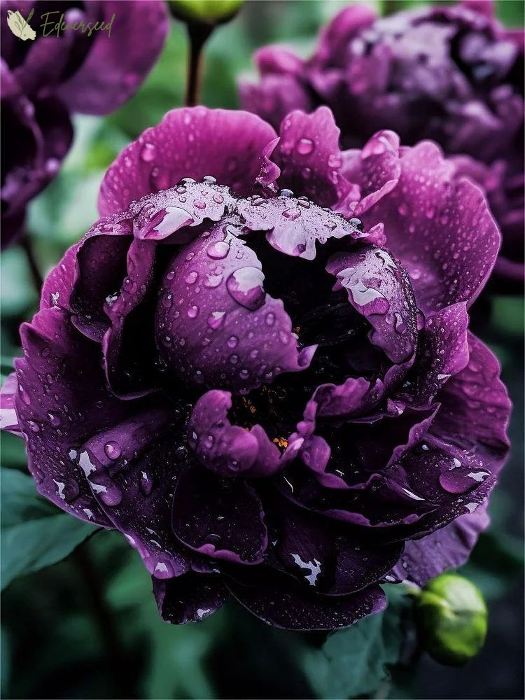 Black Beauty Peony Flower Seeds: Embrace the Dark Elegance