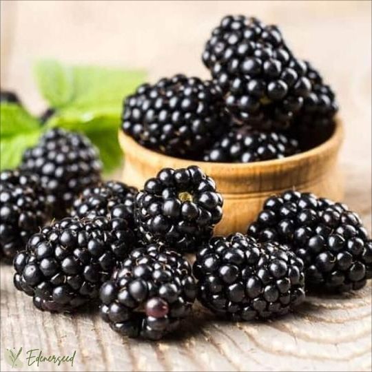 Sweet Giant Blackberry Seeds