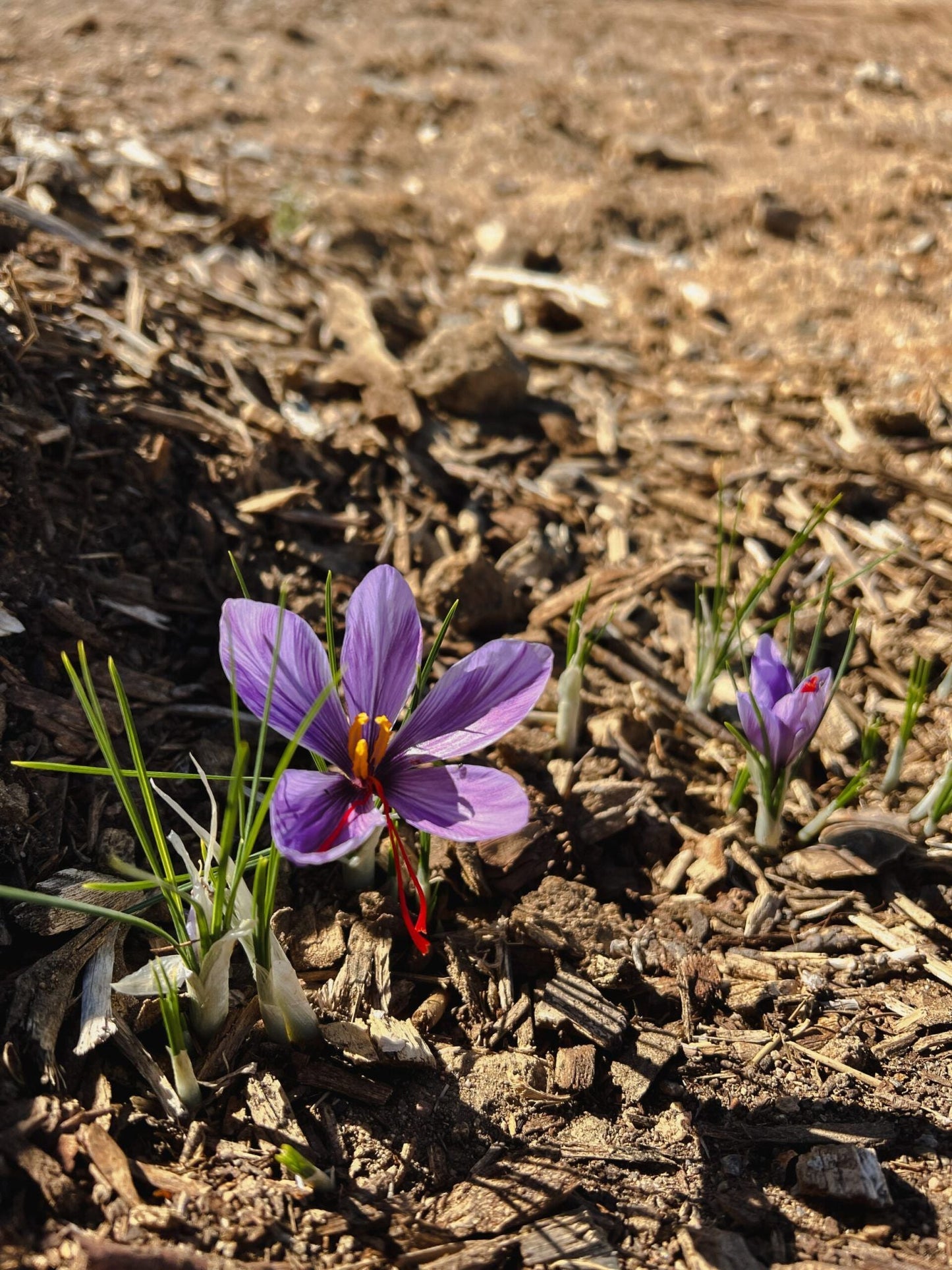 Large Saffron Corms - 10 Count