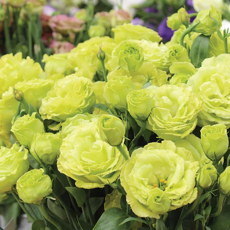 💜Mix Color Lisianthus Seeds