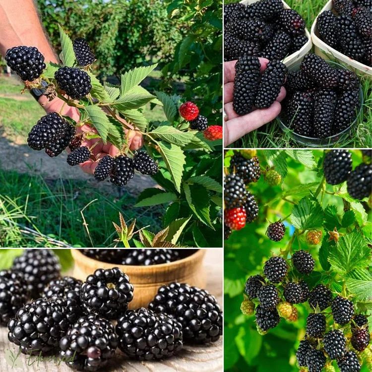 Sweet Giant Blackberry Seeds