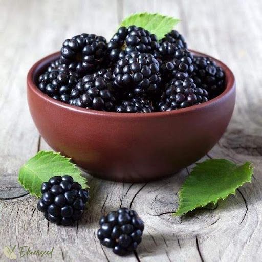 Sweet Giant Blackberry Seeds
