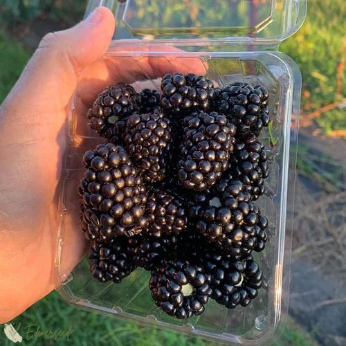 Sweet Giant Blackberry Seeds