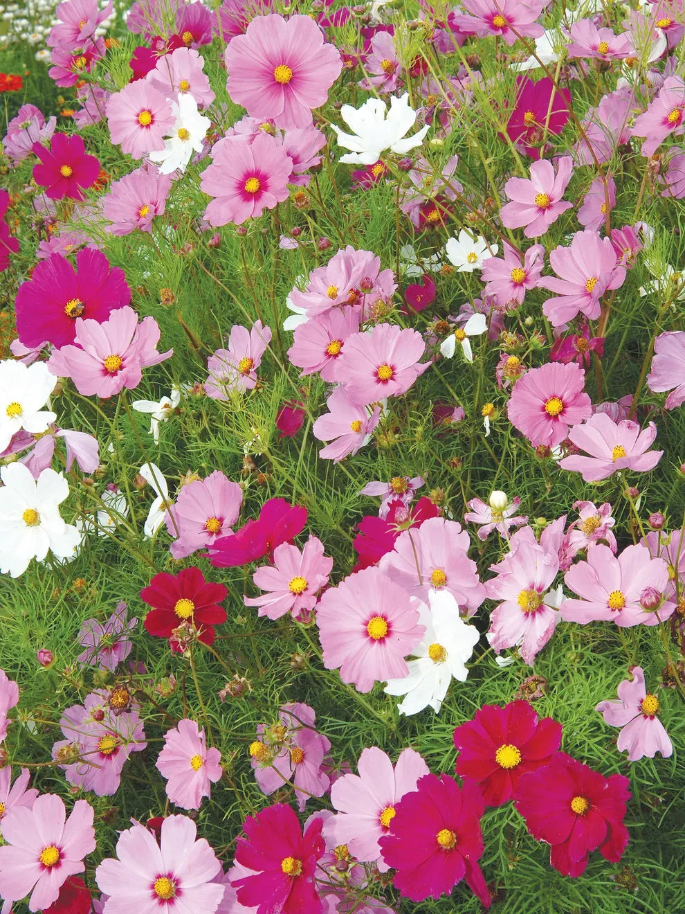 Blend Sunflower Zinnia Echinacea Cosmos Salvia