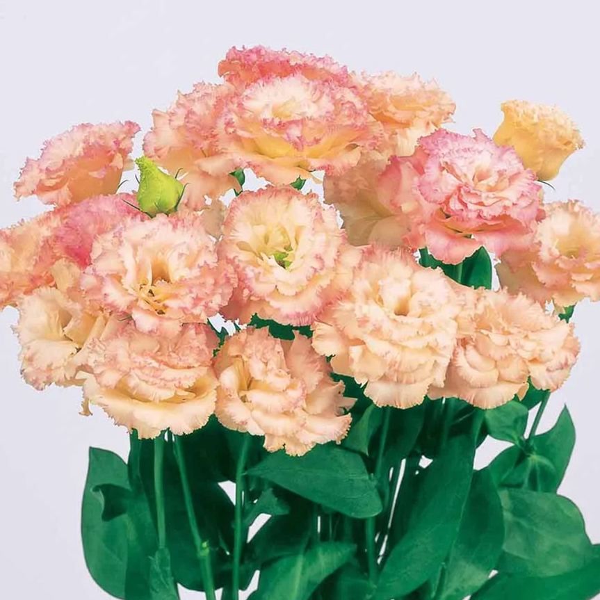 💜Mix Color Lisianthus Seeds