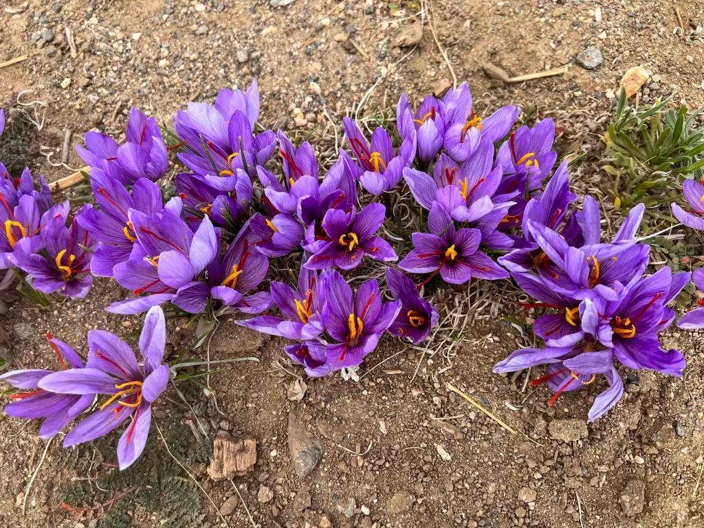 Large Saffron Corms - 10 Count
