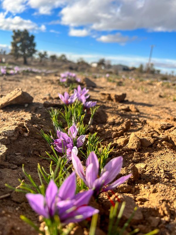 Large Saffron Corms - 10 Count