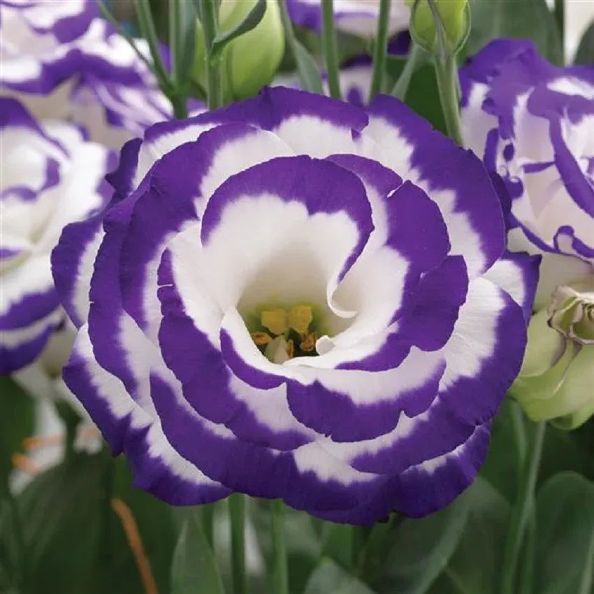 💜Mix Color Lisianthus Seeds