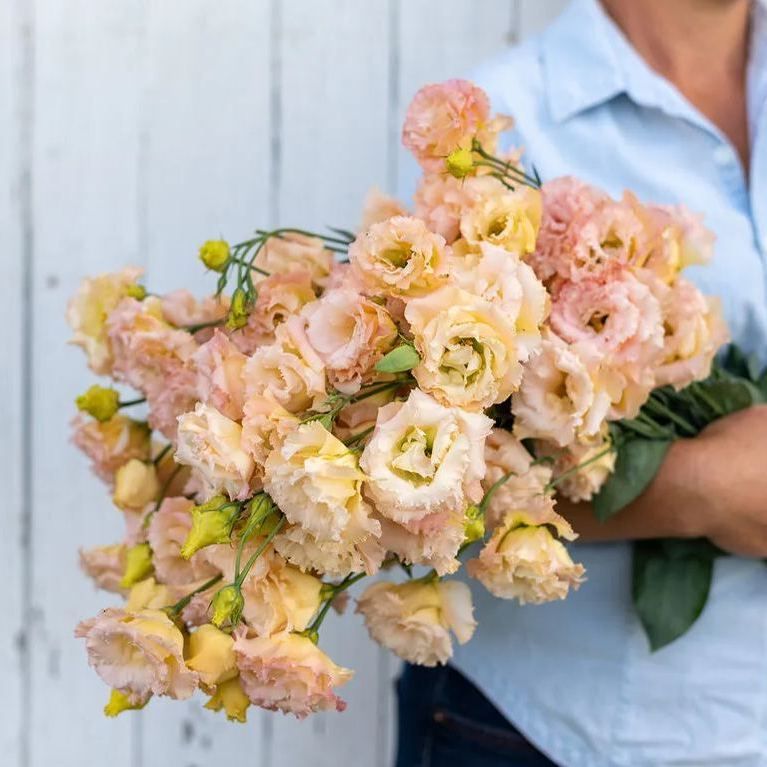 💜Mix Color Lisianthus Seeds