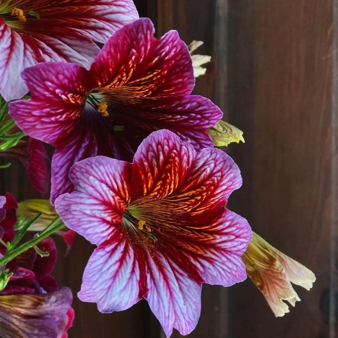 Chilean Morning Glory Seeds