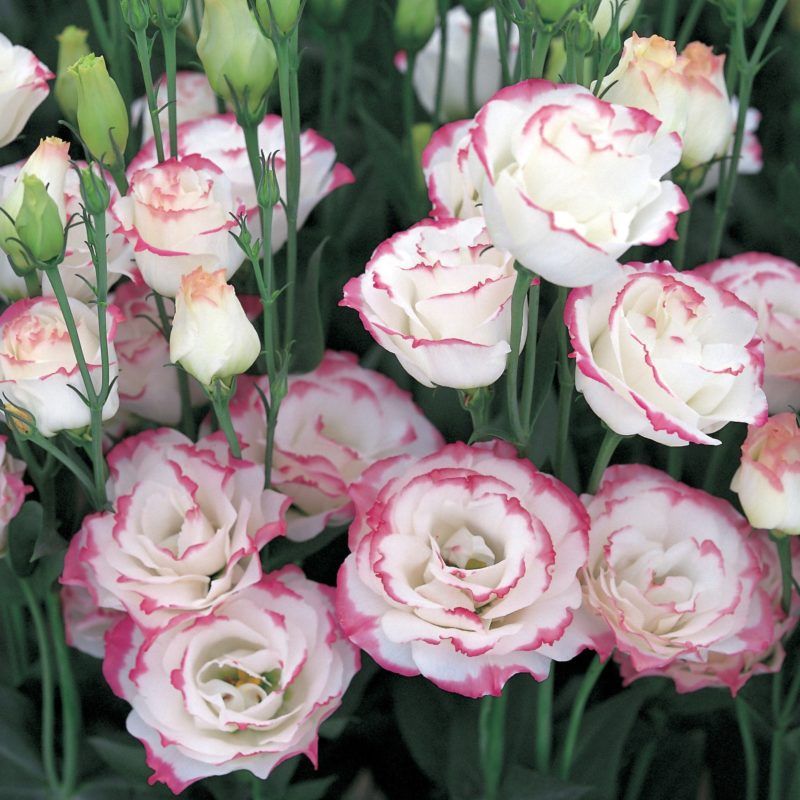 💜Mix Color Lisianthus Seeds