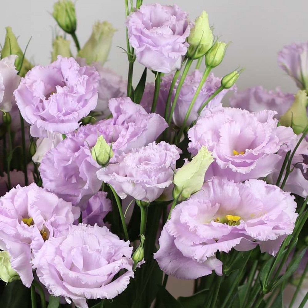 💜Mix Color Lisianthus Seeds