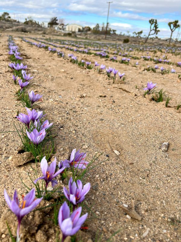 Large Saffron Corms - 10 Count
