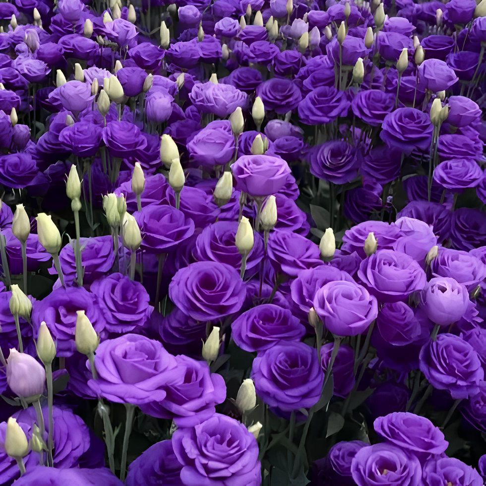 💜Mix Color Lisianthus Seeds