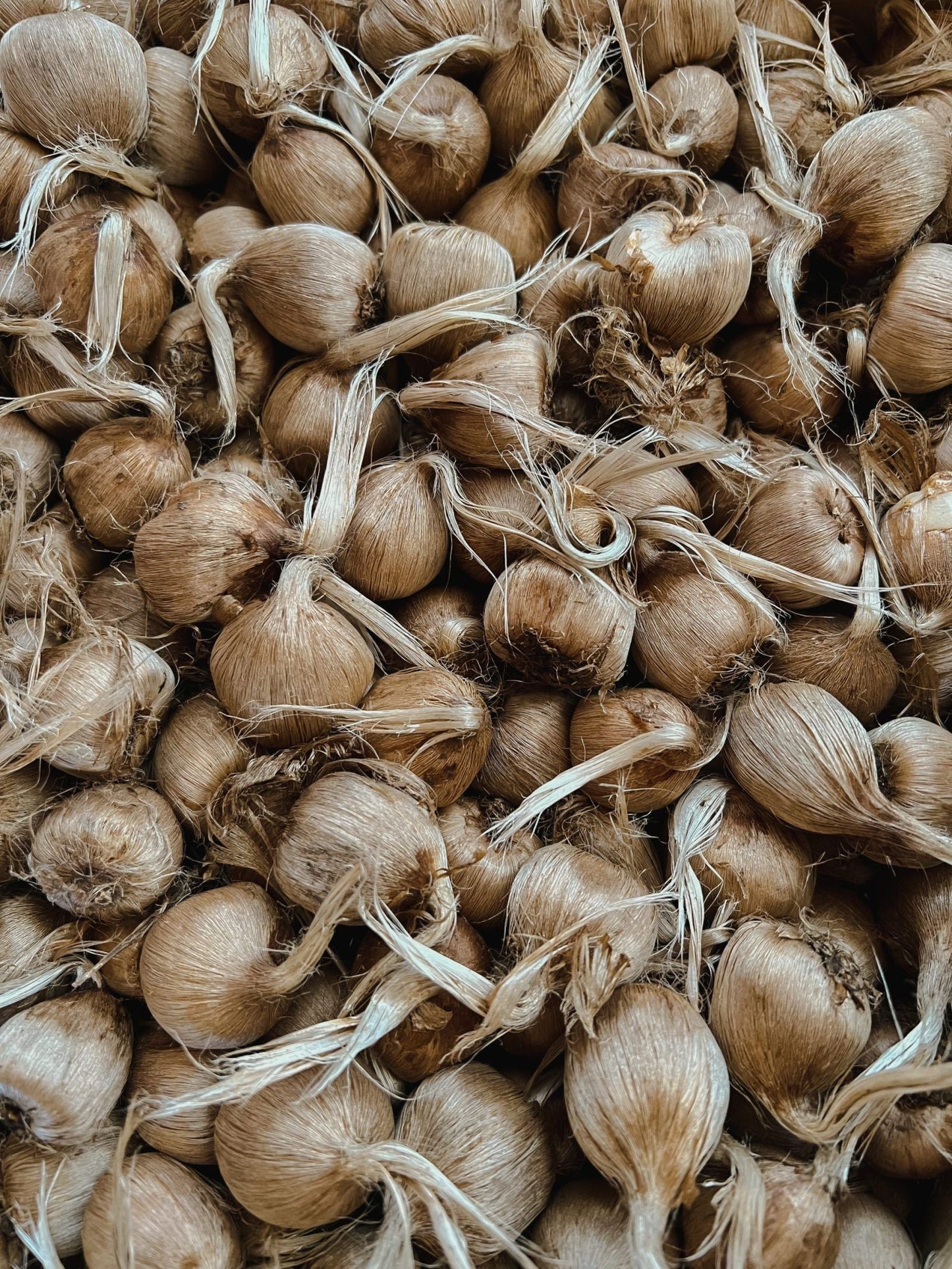 Large Saffron Corms - 10 Count