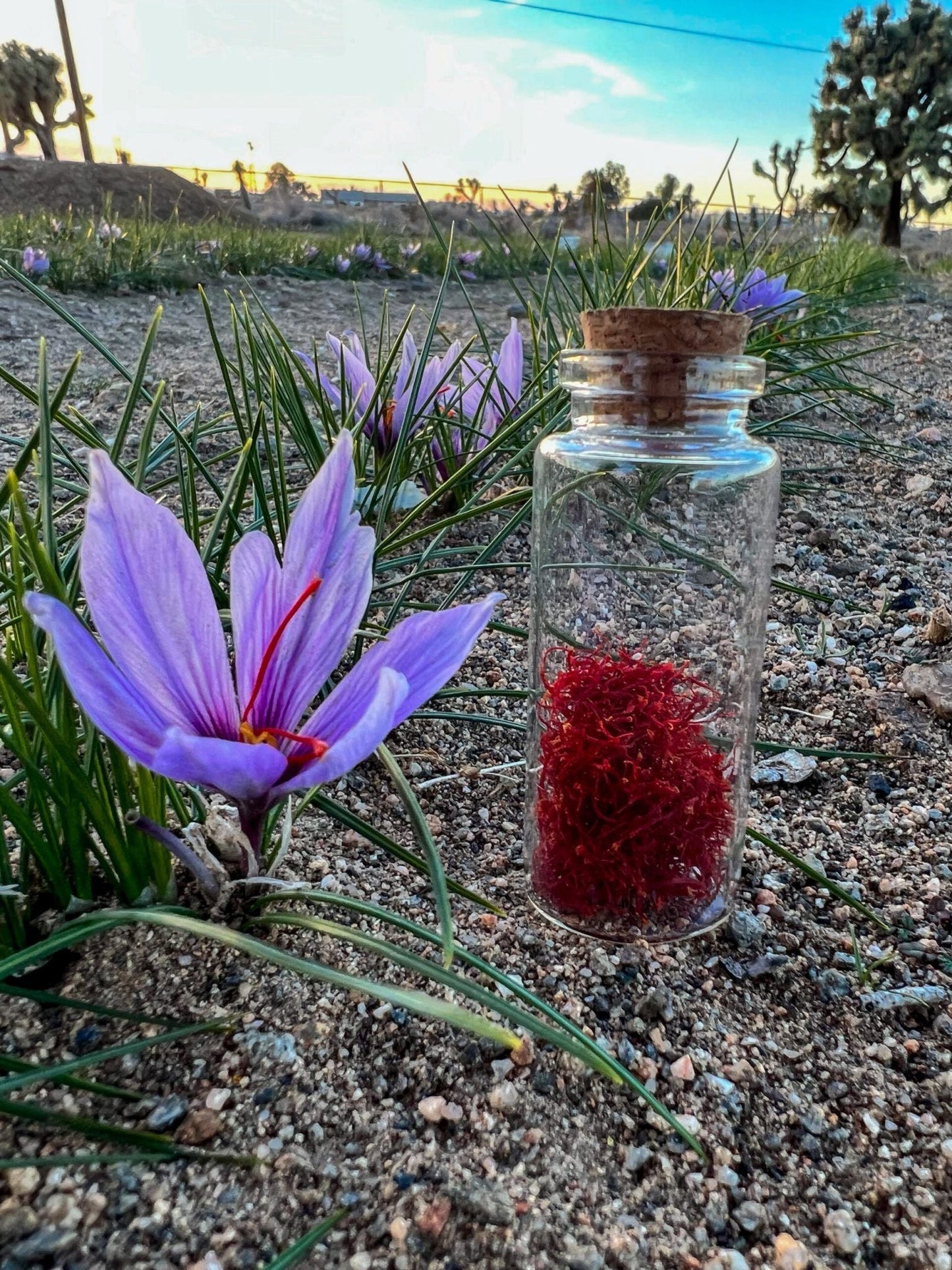 Large Saffron Corms - 10 Count