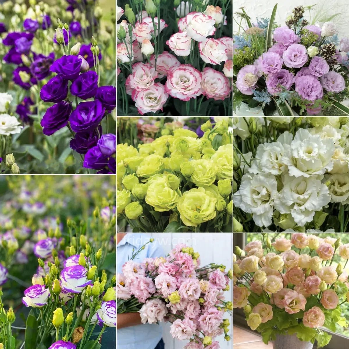 💜Mix Color Lisianthus Seeds