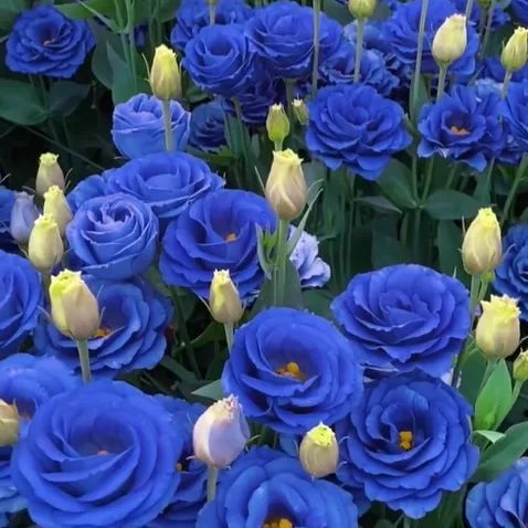 💜Mix Color Lisianthus Seeds