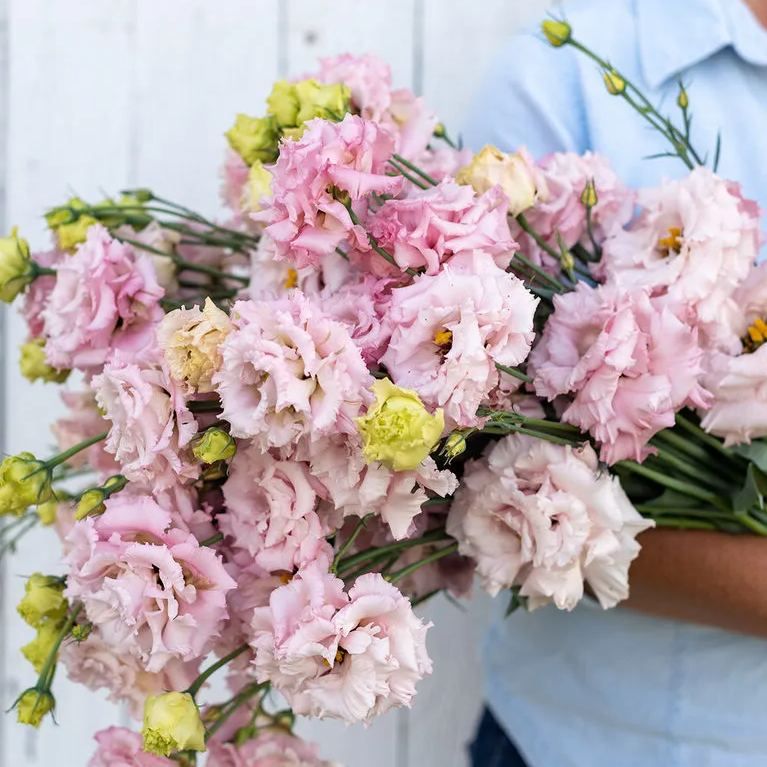 💜Mix Color Lisianthus Seeds