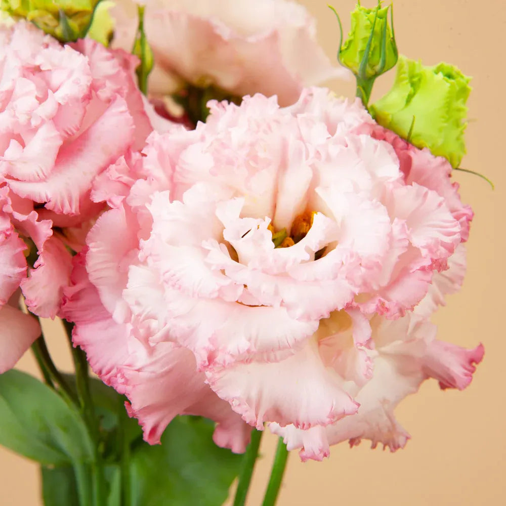 💜Mix Color Lisianthus Seeds