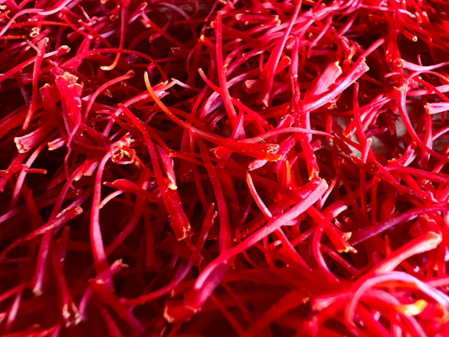 Large Saffron Corms - 10 Count