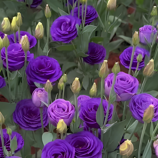 💜Mix Color Lisianthus Seeds