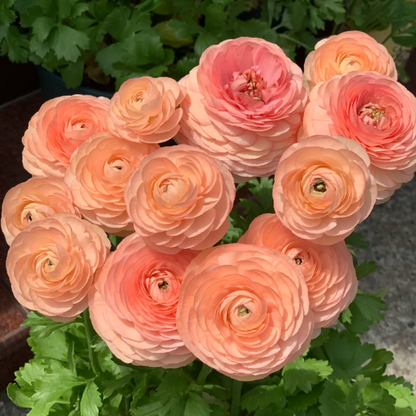 Multicolor Ranunculus Seeds