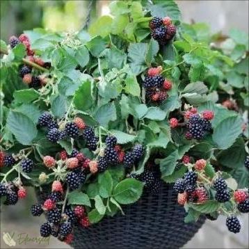 Sweet Giant Blackberry Seeds