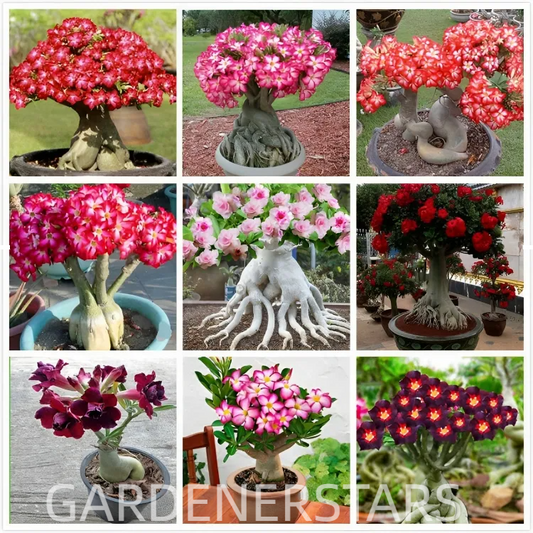 Rainbow Desert Rose Seeds