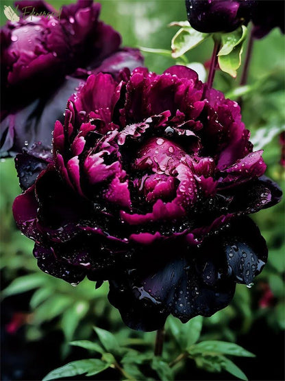Black Beauty Peony Flower Seeds: Embrace the Dark Elegance