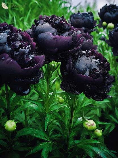 Black Beauty Peony Flower Seeds: Embrace the Dark Elegance