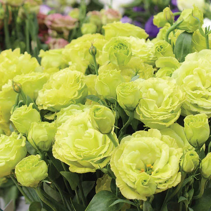 💜Mix Color Lisianthus Seeds
