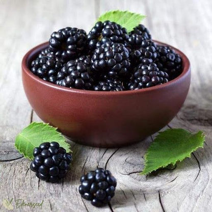 Sweet Giant Blackberry Seeds