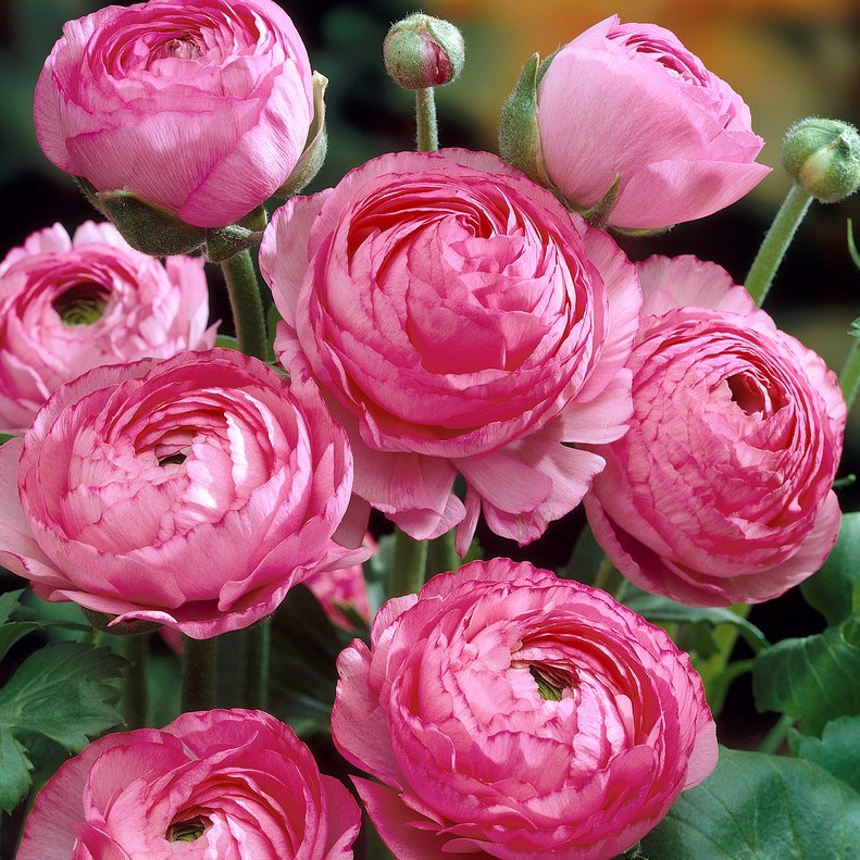 Multicolor Ranunculus Seeds