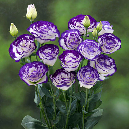 💜Mix Color Lisianthus Seeds