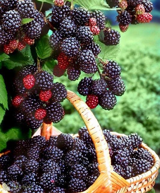 Sweet Giant Blackberry Seeds