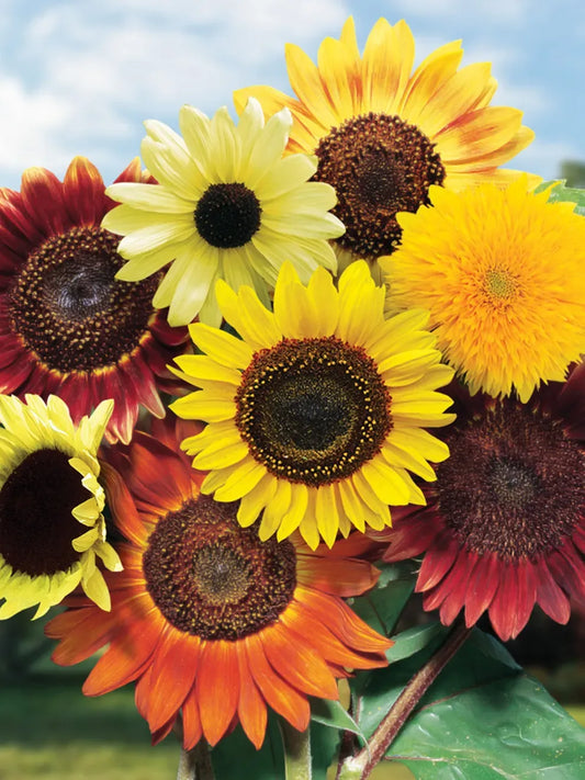 Blend Sunflower Zinnia Echinacea Cosmos Salvia