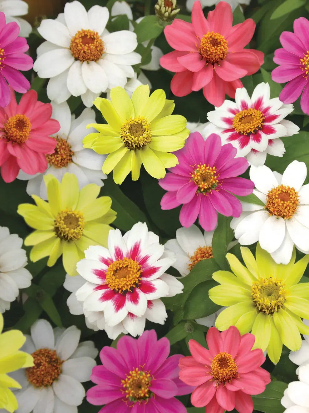 Blend Sunflower Zinnia Echinacea Cosmos Salvia