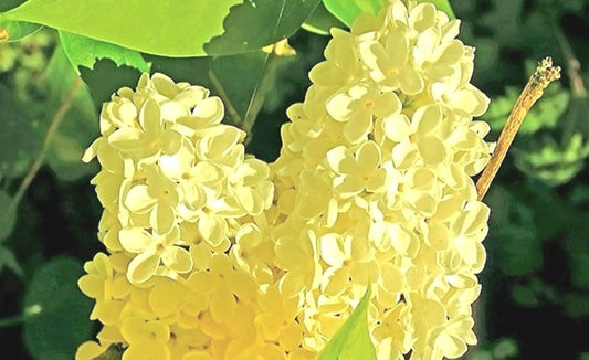 Syringa Primrose Yellow Lilac