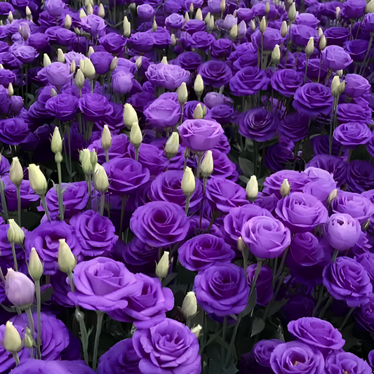 💜Mix Color Lisianthus Seeds