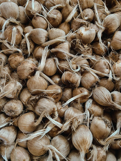 Large Saffron Corms - 10 Count