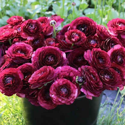 Multicolor Ranunculus Seeds