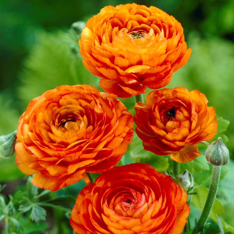 Multicolor Ranunculus Seeds